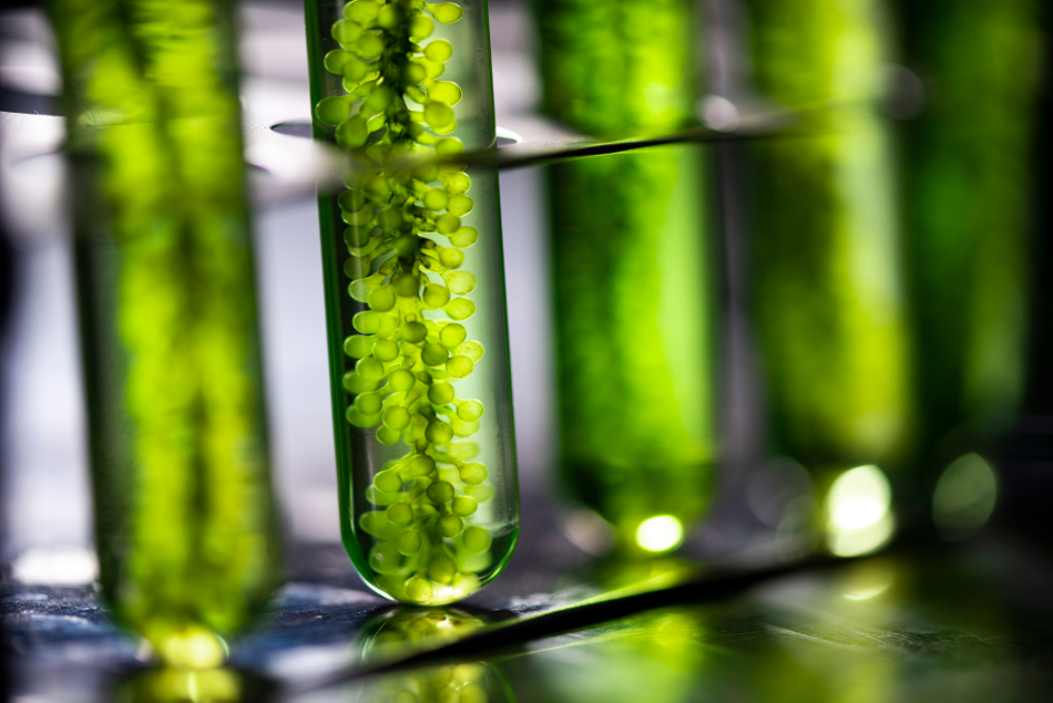 Trồng tảo để sản xuất nhiên liệu sinh học