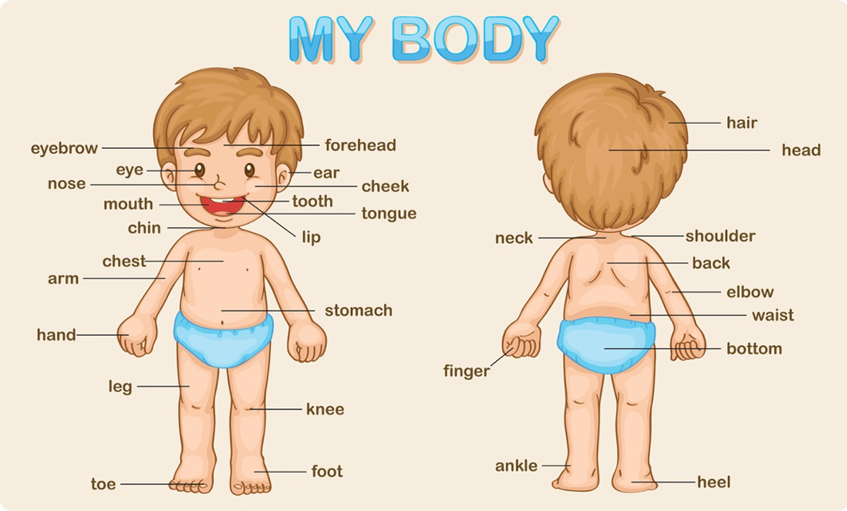 Từ vựng tiếng Anh theo chủ đề Cơ thể người từ đầu đến chân - Sylvan  Learning Việt Nam